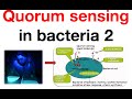 Quorum sensing in bacteria 2 - YouTube