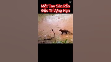 Kỷ Năng Siêu Hạng Diệt Rắn Hổ Mang Cực Độc Của Cầy Mangut #shorts #snake #randoc
