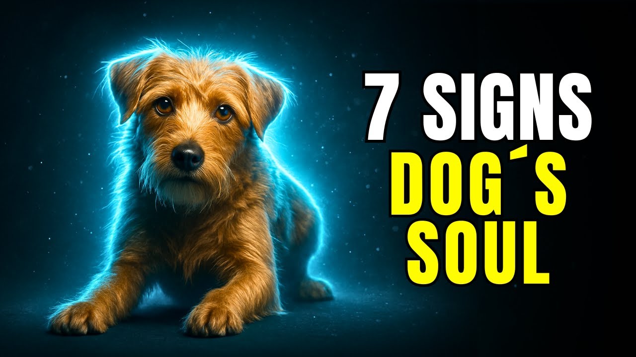 Signs You Have a SOUL Dog That Most OWNERS Miss These Signs - YouTube