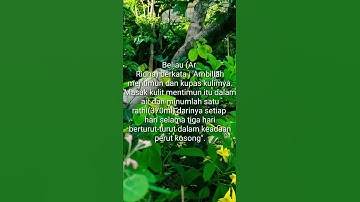 OBAT HERBAL OBATI SAKIT KUNING (LIVER)  #liver #sakitkuning #obatherbal #halodoc #usahadandoa