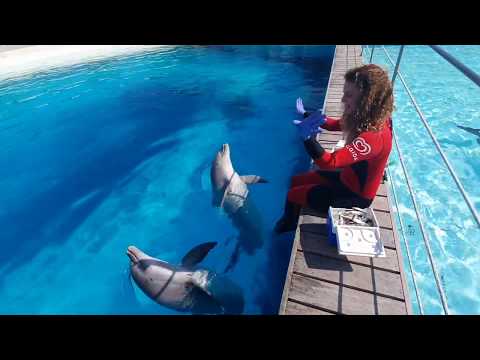Video: Nuotare con i delfini, tartarughe marine, anguille - e altro ancora