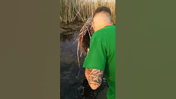 Искусственное гнездо для кряквы
