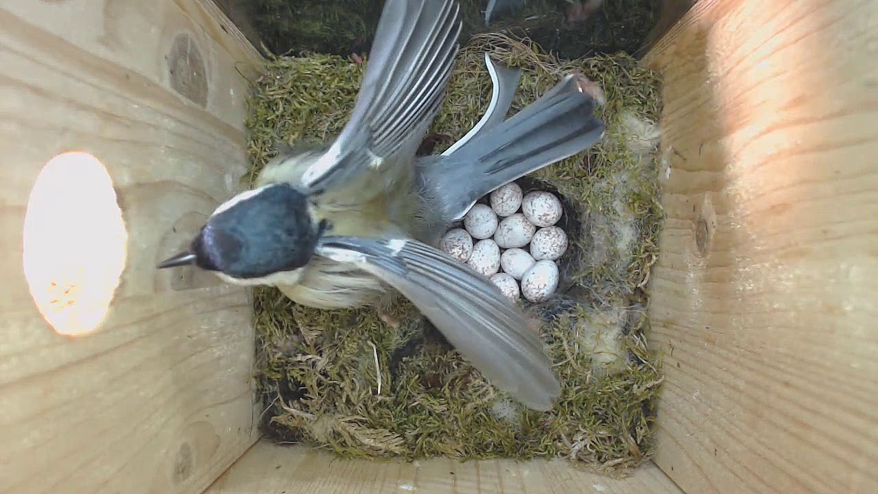 2018 04 24 Schlafen und Brüten,