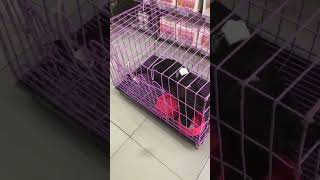 น้องมอมแมมเป็นไข้สูง ได้ยาลดไข้ไป 1เข็ม หายซึม กินข้าวหมดถ้วยในพริบตาเลยจ้า #dogs #puppies