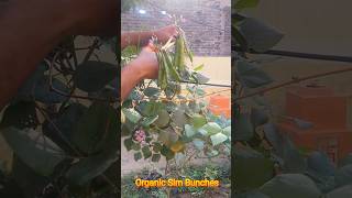 Organic sim bunch cutting #simfarmer #simfarming #vegetable #vegetablegarden #kitchengarden #vegan