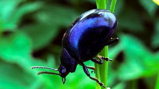 Blue mint leaf beetle (Chrysolina coerulans) - 2026-09-27