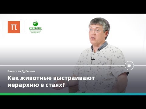 Мозг лидеров и мозг подчиненных — Вячеслав Дубынин