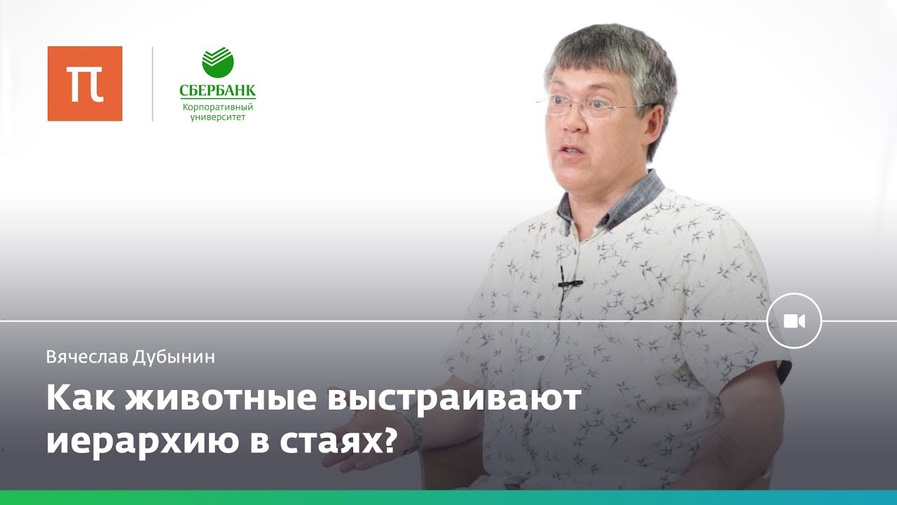 Мозг лидеров и мозг подчиненных Мозг лидеров и мозг подчиненных