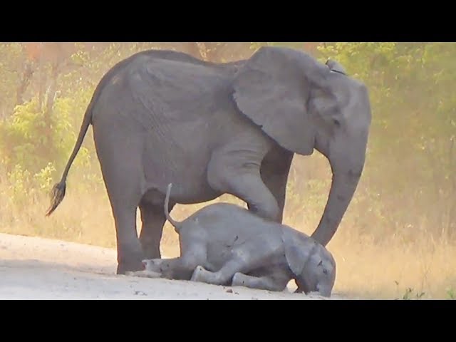 Elephants Try Help Dying Calf 