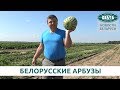 Как выращивают арбузы в Беларуси