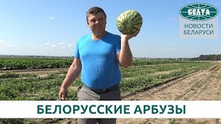 Как выращивают арбузы в Беларуси