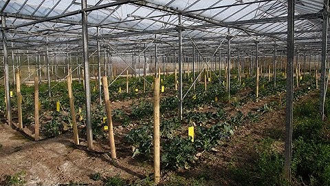 The Seed Process: Following the Journey from Harvest to Packet