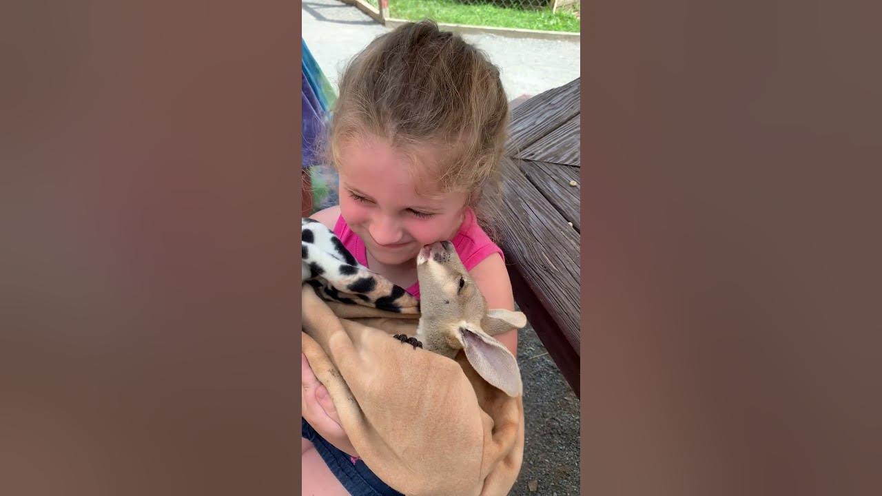 Baby kangaroo YouTube