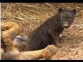 Lions destroy den of hyenas / Leones arruinan guarida de hienas