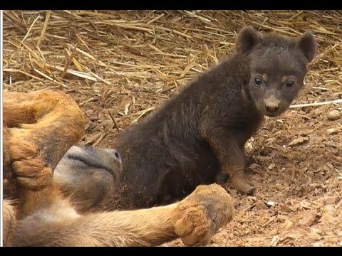 like a prayer Lions destroy den of hyenas / Leones arruinan guarida de hienas