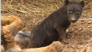 Lions destroy den of hyenas / Leones arruinan guarida de hienas