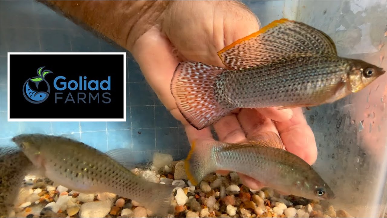 Molly breeder selection