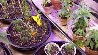 Grower Deacon Dave indoor grow update on 12/17/20 Reveal of mystery cultivar HARVEST