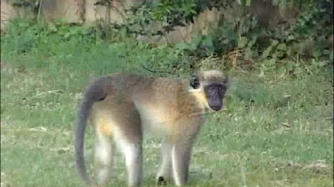 GREEN MONKEY Golf in Barbados