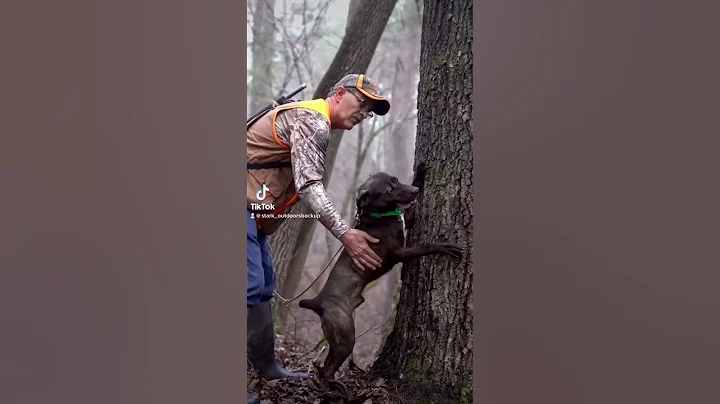 Squirrel Hunting with dogs 🐿️