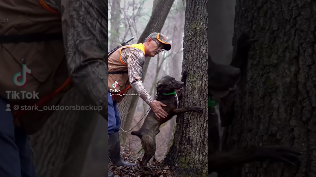 Squirrel Hunting with dogs 🐿️