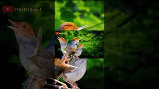 MP3 Pikat Terbaru Suara Pikat Prenjak Kepala Merah Susah Turun #prenjak#prenjakatas #prenjakklawu