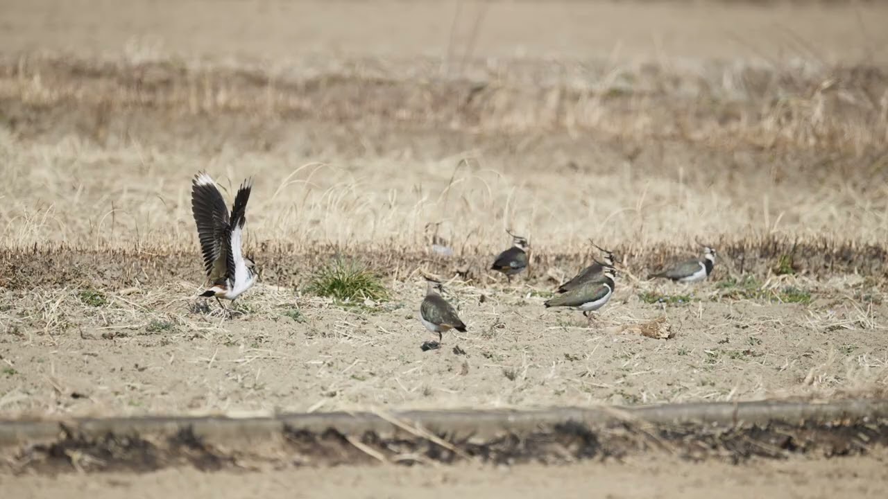 まつやま遊水地　埼玉県でケリを見る　貴重なサンクチュアリ