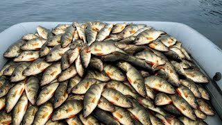 Rzeź Okoni Połów Kłusowniczy