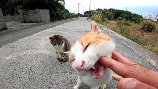道路脇に野良猫がいたので近づいてナデナデしたら次々と猫が集まってきた
