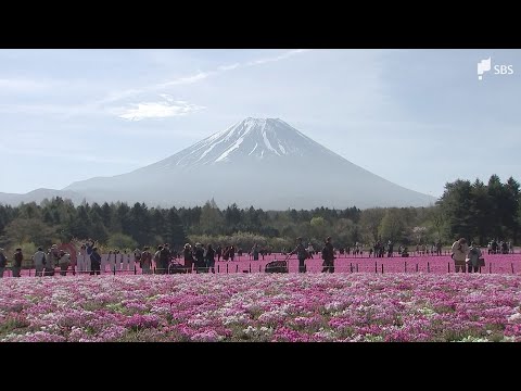 「ゆっくり富士山とシバザクラを眺めていただいて」見頃迎えた50万株のシバザクラと富士山が共演「富士芝桜まつり」開催