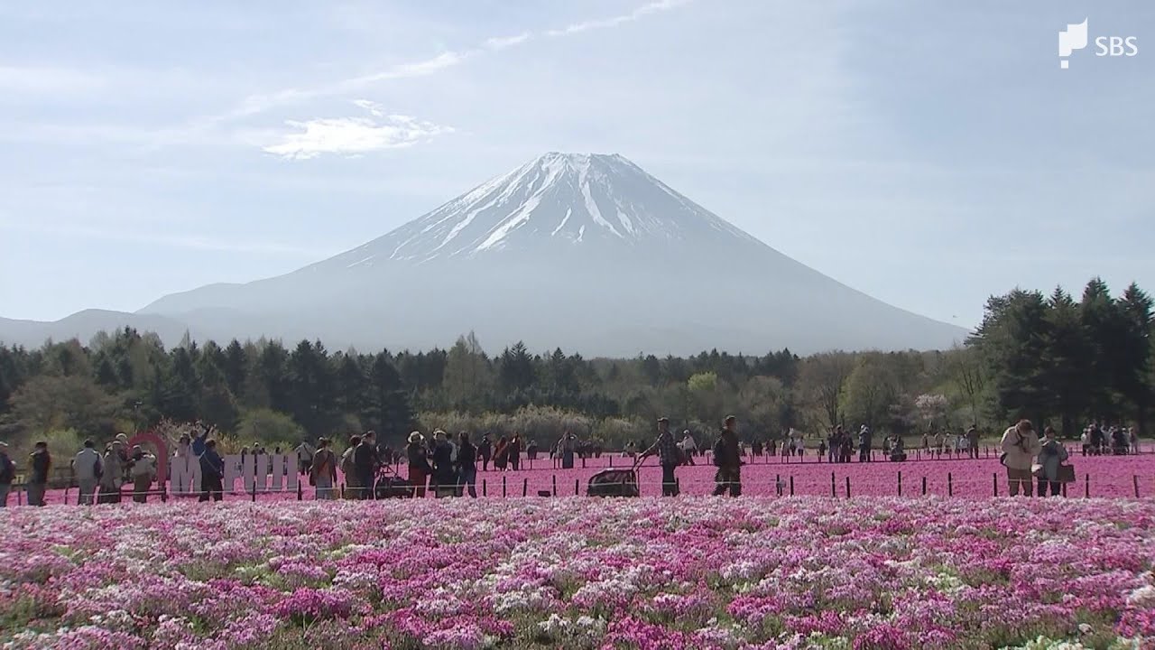 512my57△紹巴織 鹿の子流水桜吉祥文 枝垂桜 牡丹 松 菊竹 洒落袋△美品 Please take your time to admire Mt. Fuji and the moss phlox