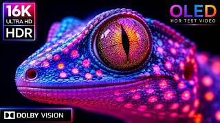 HDR at FULL POWER | 16K Dolby Vision® 120fps OLED Demo