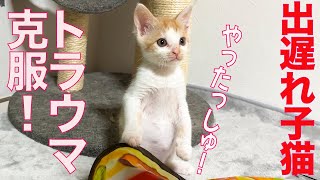 勇気りんりん子猫、トラウマ克服に挑む The kitty overcoming