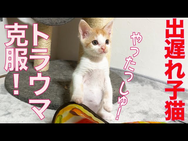 勇気りんりん子猫、トラウマ克服に挑む The kitty overcoming
