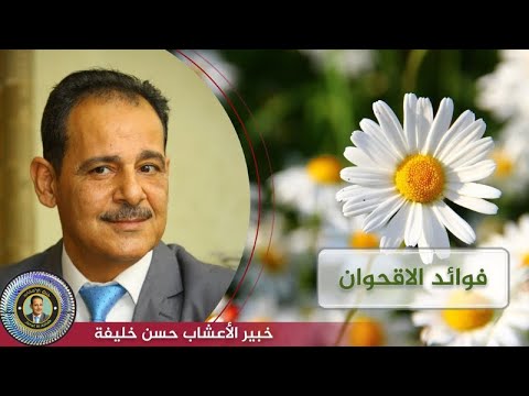بعض النصائح خصائص وفوائد زهرة الربيع الأقحوان مع خبير الاعشاب حسن خليفه رحمه الله تعالى