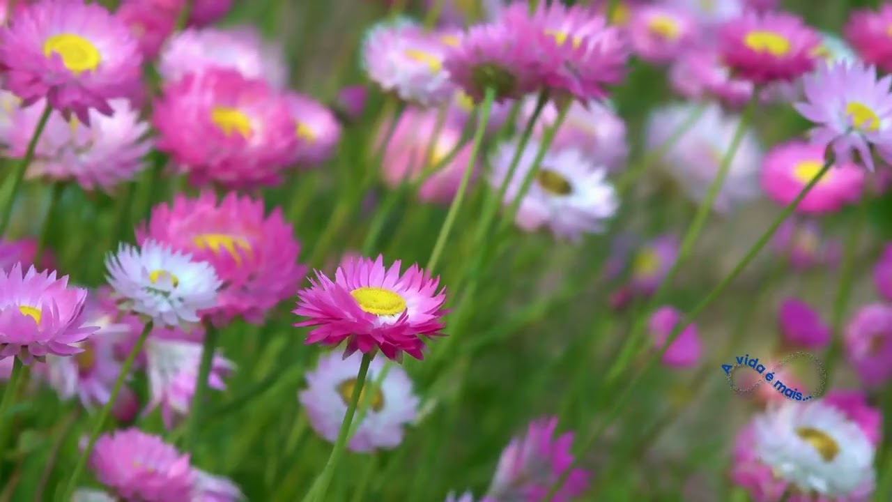 caridade   a vida é mais