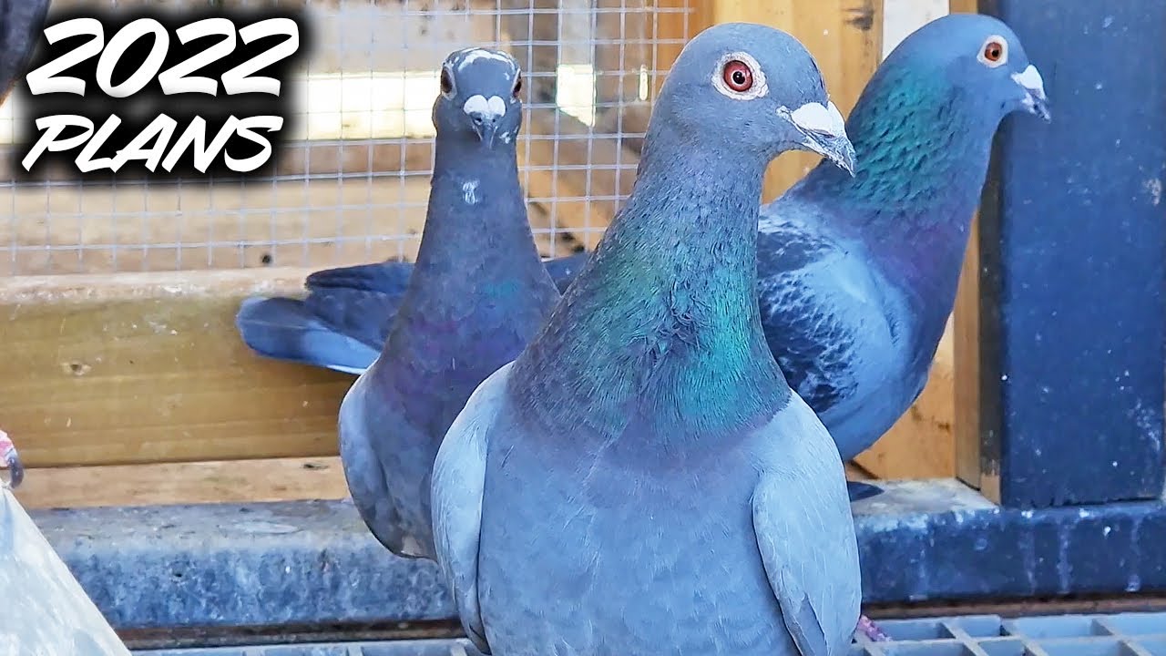 The 2022 Plan For My Pigeon Loft