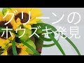 花束の作り方～めっちゃかわいいグリーンのホウズキを発見！！しかし花束にするにはかなりの試練が待ち受けていた!!