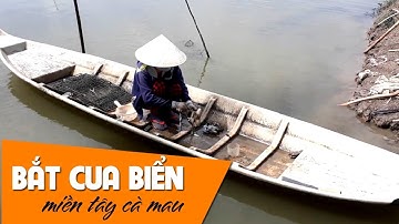 VỢ CHỒNG HAI LÚA BẮT CUA BIỂN TRONG ĐẦM NUÔI TÔM MIỀN TÂY SÔNG NƯỚC CÀ MAU