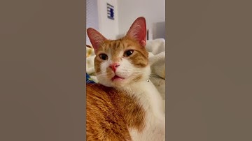 When the catnip starts to kick in