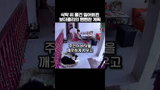 식탁 위 물건 떨어트린 보더콜리의 감쪽같은 뻔뻔한 계획#보더콜리#천재견