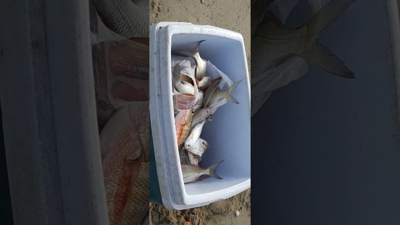 Pesca da cioba 24/12/2025 obs:FELIZ NATAL PARA TODOS 😊🥰