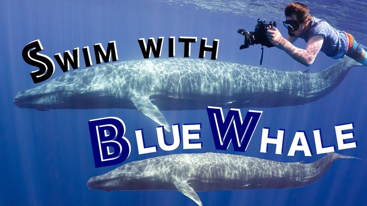 Swim With Blue Whale ว่ายน้ำกับ 'สัตว์ที่ใหญ่ที่สุดในโลก'