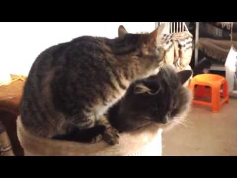 Video: Love me tender 3