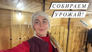 Выкопали картошку. Обезрожили Мурсиков | Молодая Ферма