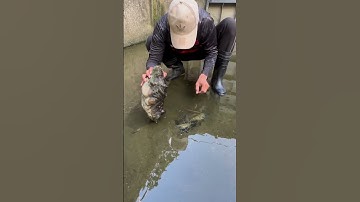 Greatest Fishing Video of all Time #fishing #shorts #short #youtubeshorts #trending #ytshorts #fyp