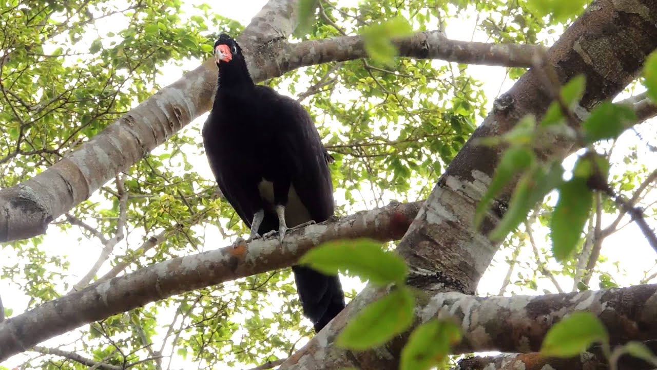 Black Curassow - Crax alector - Smooth-billed Curassow - boom call