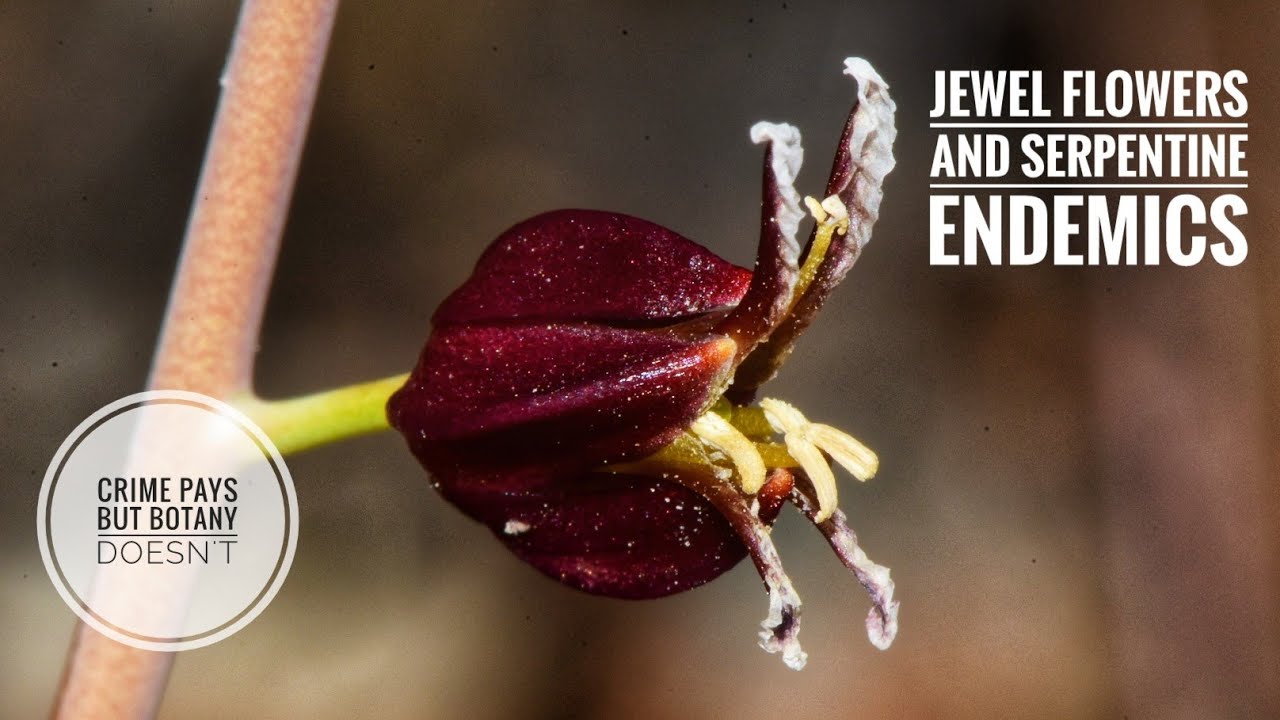 Moronic Symphonies, Jewel Flowers & Clarkia breweri