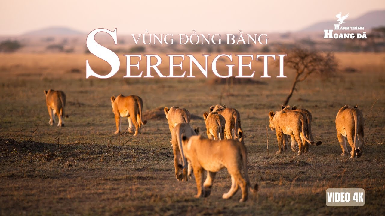 SERENGETI - TRÁI TIM HOANG DÃ CỦA CHÂU PHI | Khám phá thế giới động vật hoang dã. 