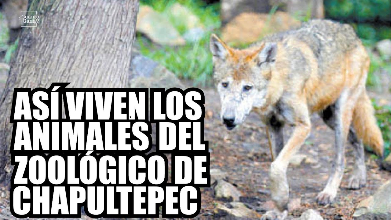 Cuanto Gana Un Cuidador De Zoologico
